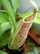 Nepenthes rafflesiana x veitchii 2